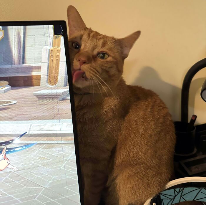 Me he ido a vivir con mi novio y su gato ha mordido mi monitor