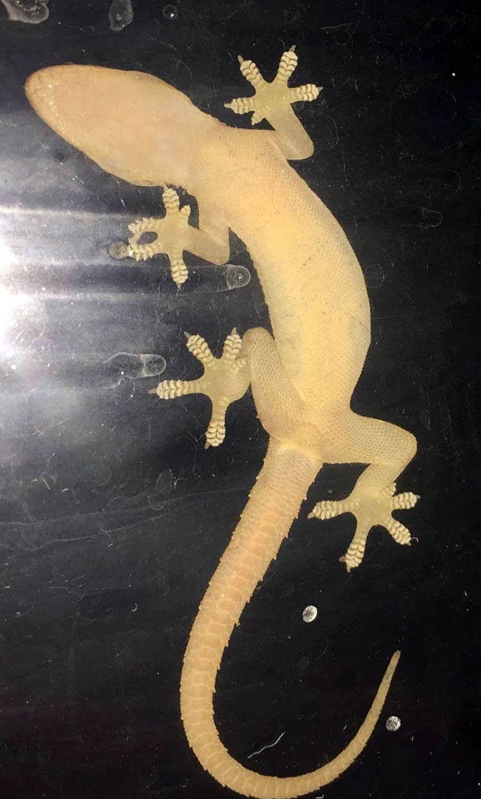 So This Is What A Gecko’s Feet Look Like When Sticking On Walls