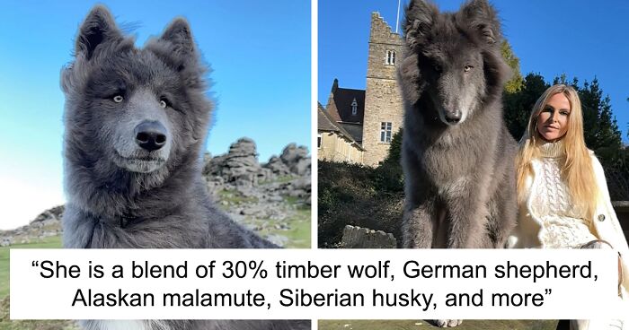 Woman Takes Care Of A Special Blue Wolf Dog, Notes That The Animal Does Not Suit Everyone