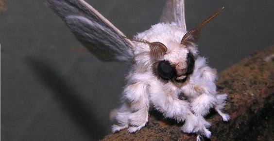 venezuelan_poodle_moth.jpg