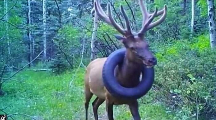 For More Than Two Years, A Wild Elk Had A Car Tire Stuck Around His Neck
