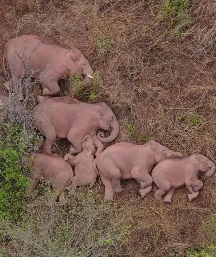 An Elephant Family Is Sleeping