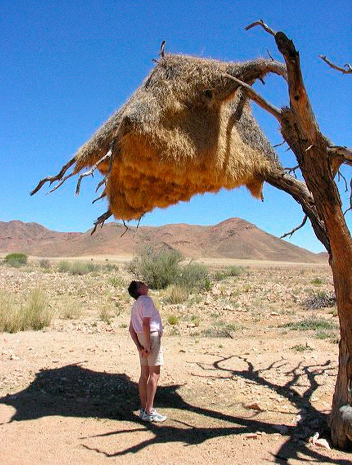 A Sociable Weaver's Giant Nest In Namibia, Probably The Most Spectacular Structure Built By Any Bird