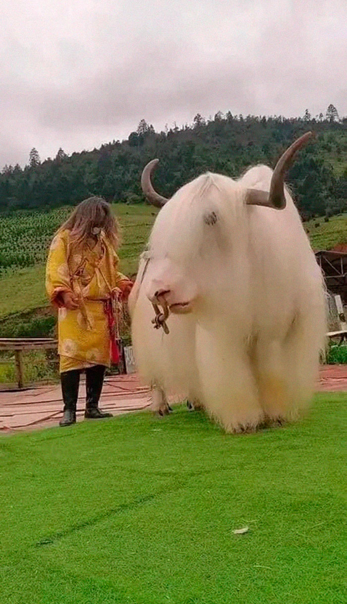 Tibetan White Yak - The Snow-White Yak Is The Rarest Color Phase Of Yak In The World