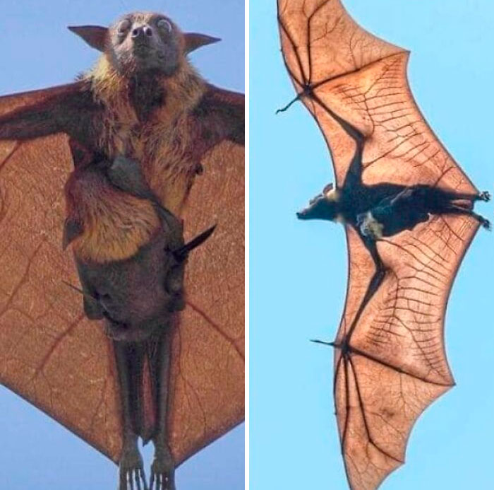 Flying Fox Bats