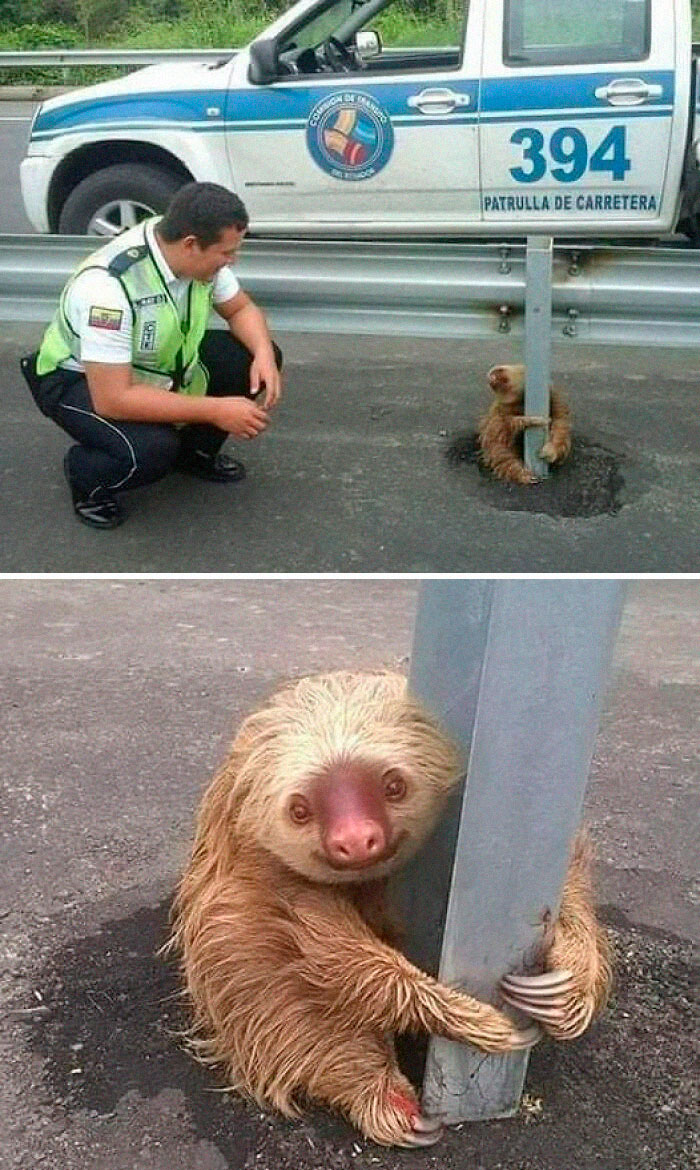 Cop Rescued The Tiny Terrified Sloth🦥 Stuck On A Highway!