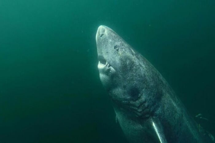 This Is A 393-Year Old Greenland Shark That Was Located In The Arctic Ocean
