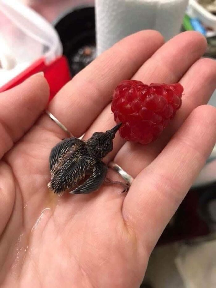 Baby Hummingbird Drinking Juice From A Raspberry