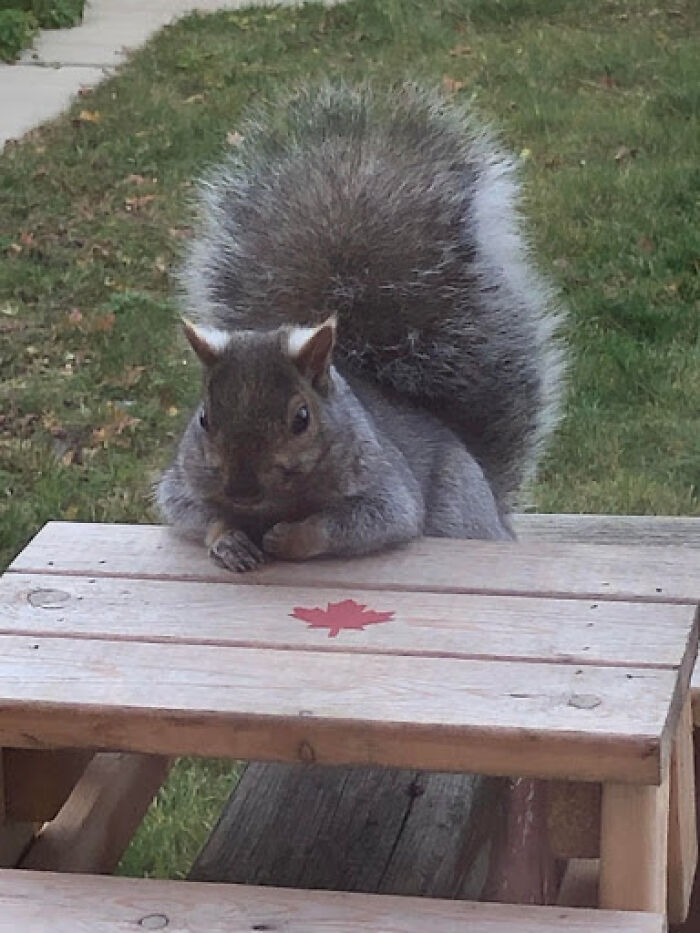 This Is A Squirrel I Feed Everyday Named Michelle. We Installed A Little Table Where We Leave The Almonds For Them And Here She Is...just Sitting At The Table, Arms Crossed