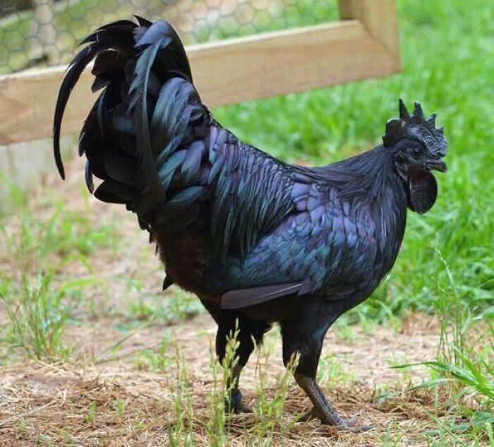Ayam Cemani Is A Strange Breed Of Chicken From Indonesia. Its Skin, Organs Eggs & Bones Are Black