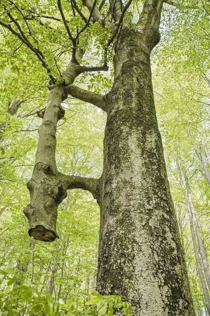 A Tree Saved By A Tree