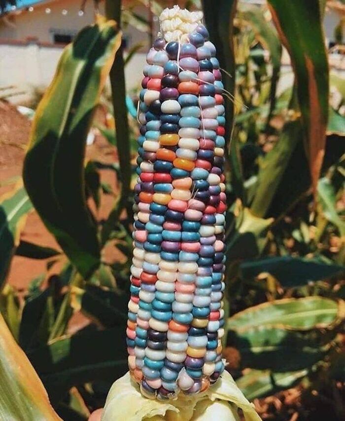 The Rainbow Corn
