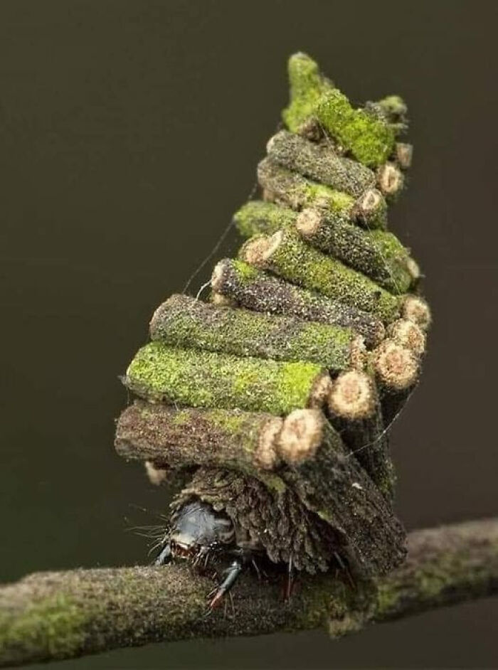 Bagworm Moth Caterpillar Collects And Cuts Tiny Sticks To Build A Tiny Log Cabin To Live In! ' This Young Engineer Is An Example Of The Greatness Of The Creator