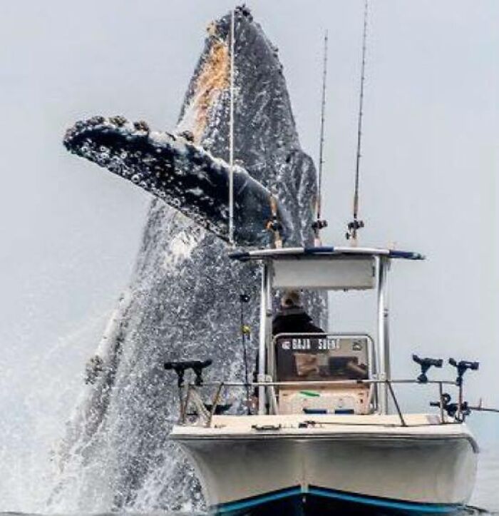 Humpback Whale Jumping Next To A Fishing Boat, Breaching The Waters Of Monterey Bay In California