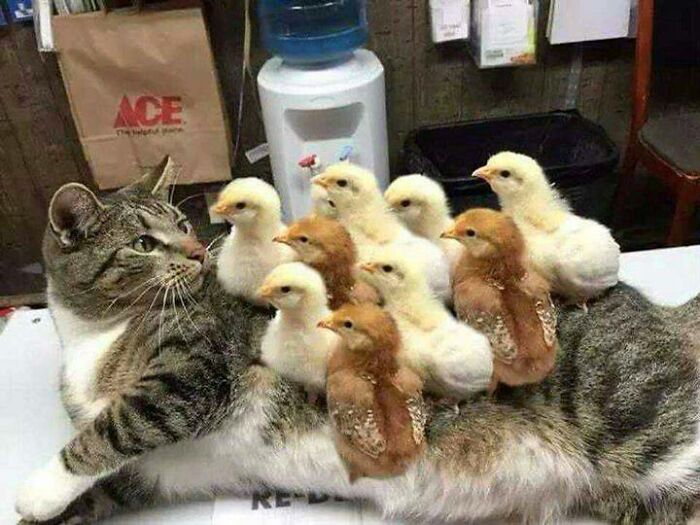 Cat Suffering From A Horrible Case Of Chickenpox