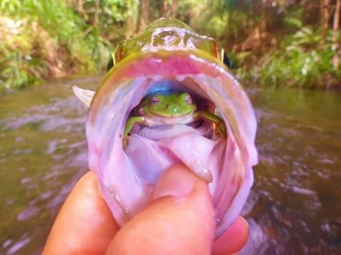 Photographer Angus James Was Fortunate Enough To Capture This Shot. He Said: "As I Was Pulling My Lure From The Fish To Release Back Into The Water I Noticed Two Little Eyes Looking Back At Me From Inside The Fish's Mouth
