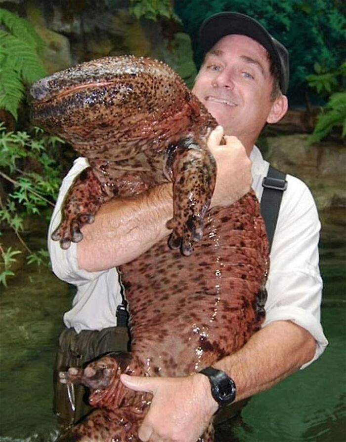 The Chinese Giant Salamander Is The Largest Amphibian In The World And Can Reach A Length Of Almost 2 Meters (6 Ft) And A Weight Of 60 Kilograms (130 Lb)