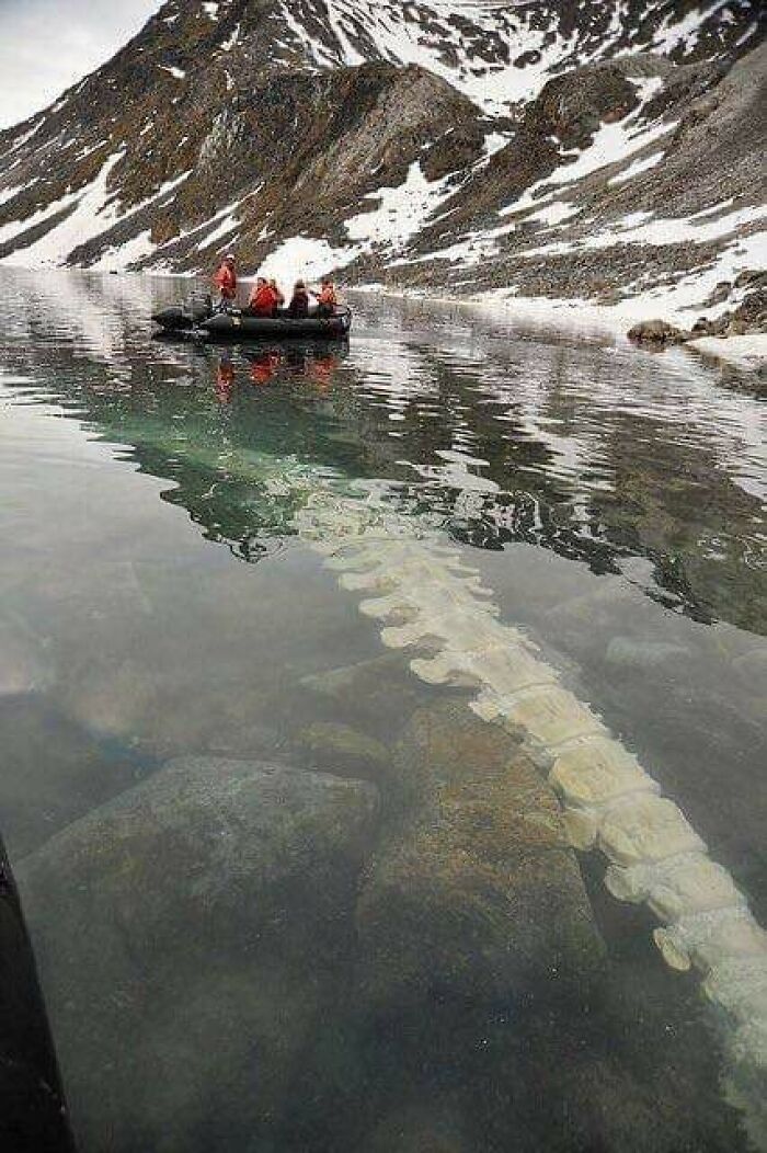 A Giant Whale Vertebrae Lying On A Lake Bed In Svalbard, Norway