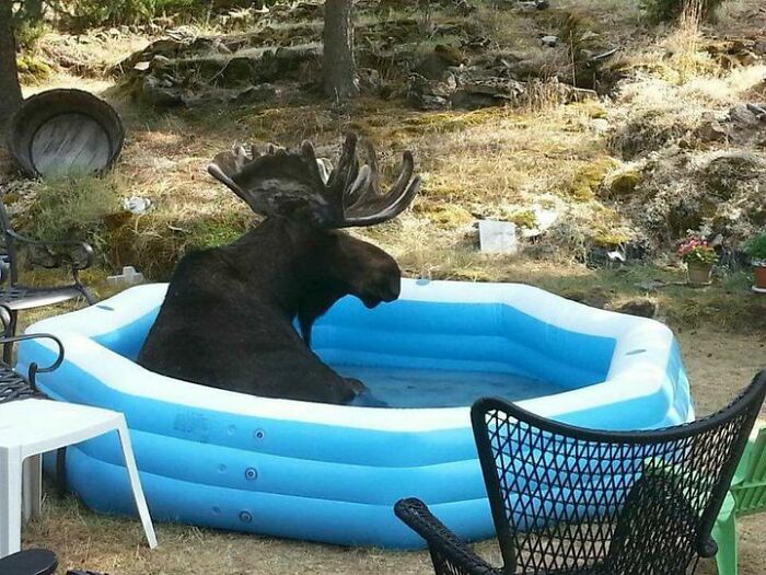 Moose Chilling In The Pool In Spokane Valley, Washington