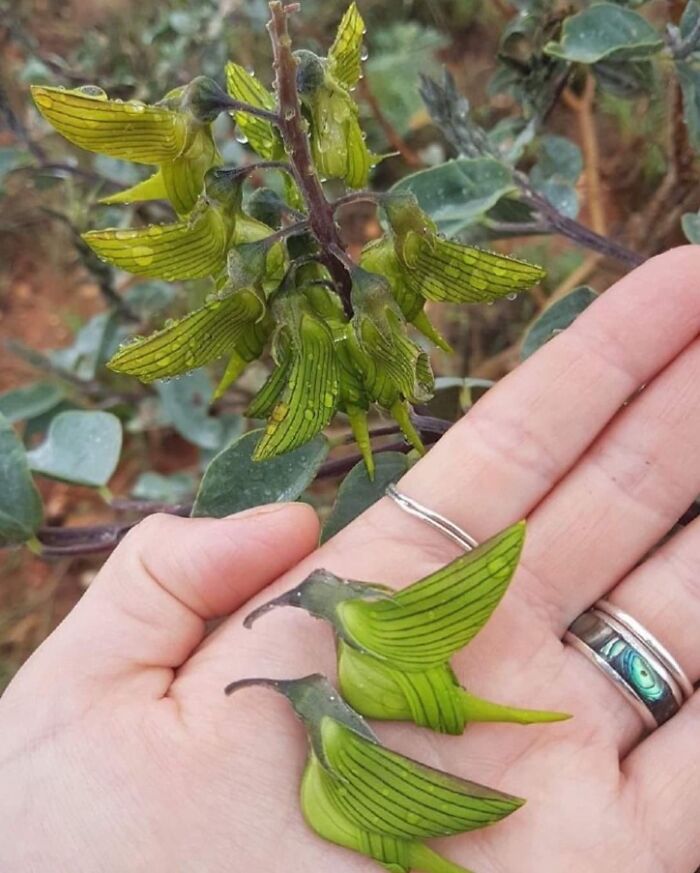 This Curious Plant Produces Flowers That Look Like Green Hummingbirds. Undoubtedly A Marvel Of Nature