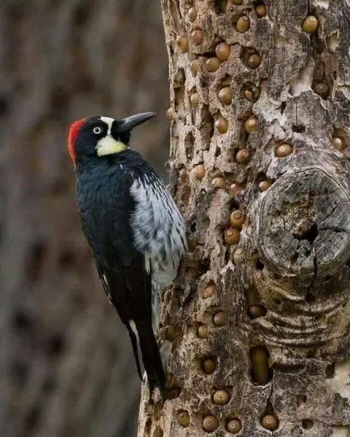 How Woodpeckers Meticulously Store Up To 50,000 Acorns In Tree Trunks, A Crucial Preparation For Their Winter Survival