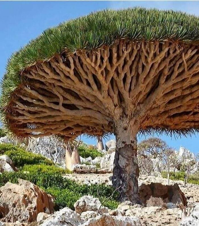 The Dragon's Blood Tree Socotra, Yeme