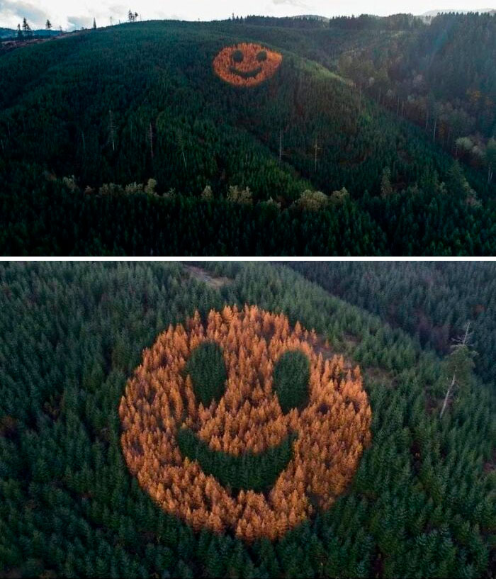 A Forester Planted A Few Larch Trees In The Douglas Fir Forest In Oregon To Create A Smiley Face