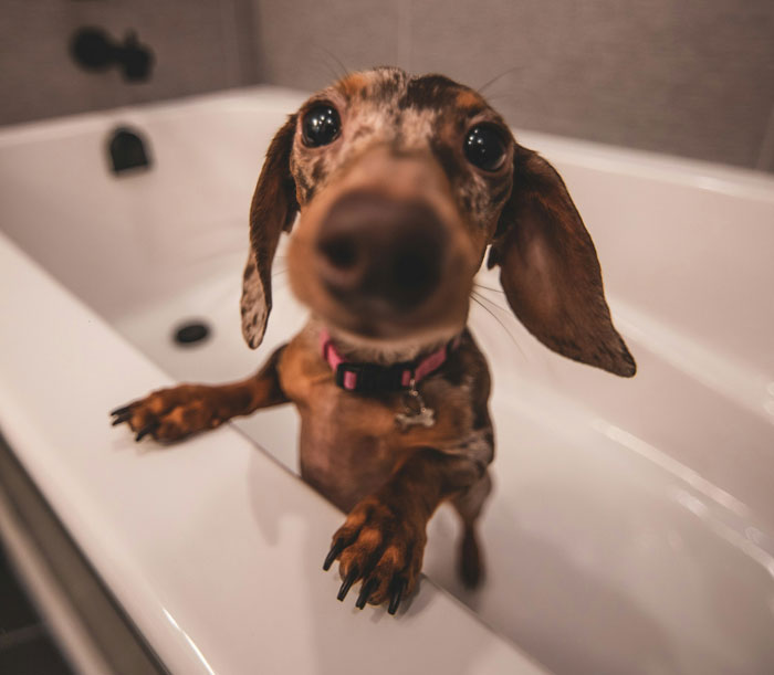 dog in the bath