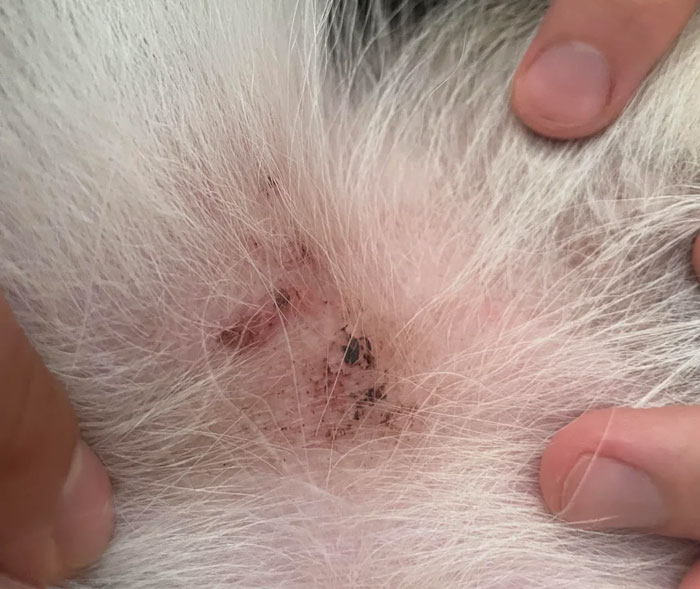 close up view of dog's skin after flea biting
