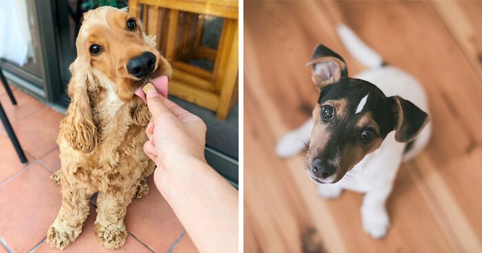 What Do Flea Bites Look Like on Dogs? Explained By a Vet