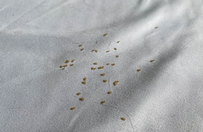 close up view of flea eggs on a white textile