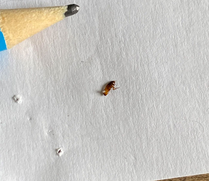 close up view of an adult flea on a white paper