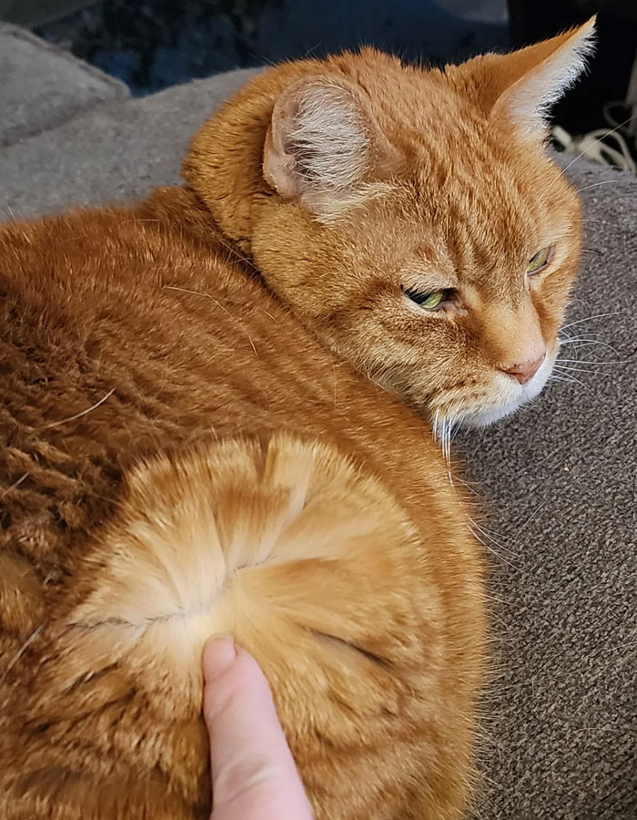 person pointing by the finger on the cat fur