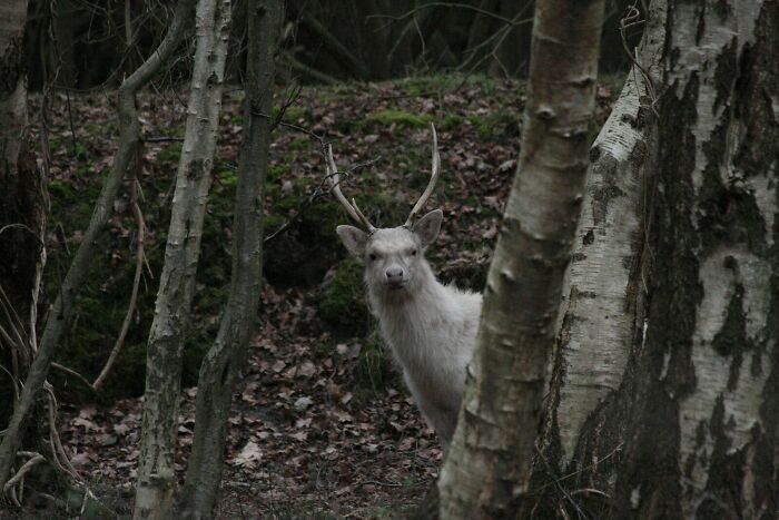 White Stag In A Dorset Forest
