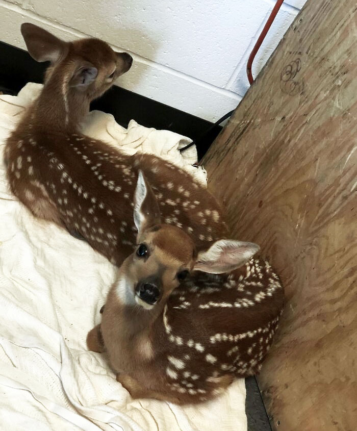 My Teacher Rescues Animals, And Two Baby Deer Were Brought In Within A Week Of Each Other. Now They Are Best Friends