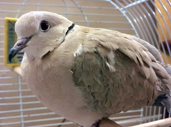 This Is My Dove, Max. 20 Years Ago, He Was Rescued By My 4th-Grade Teacher And Her Class And Lived With Them As A Pet For 18 Years. The Teacher Gave Him To Me The Year She Was Retiring