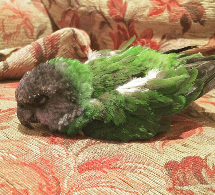 This Is My Old Man Bird Named Chagall. My Art Teacher Gave Him To Me When I Was In High School. He Was With My Teacher's Family For About 20 Years. This Is How He Sleeps On The Couch