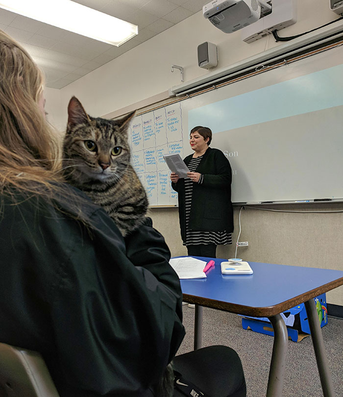 A Girl In My AP Literature Class Brought Her Cat In. The Teacher Invited Everyone Else To Bring In Pets Any Time They Please