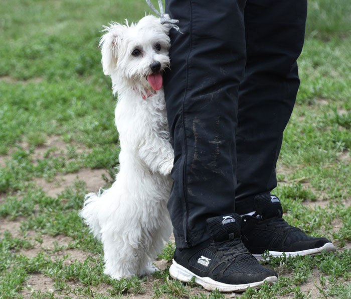 white dog standing on two legs behind the owner 