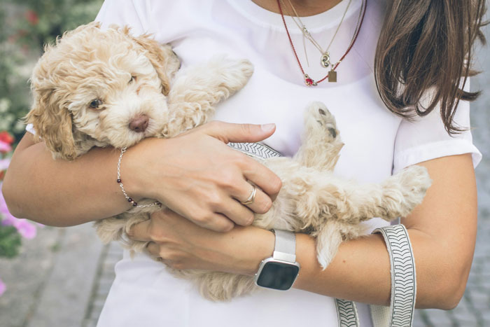 woman holding a white poodle puppy on her hands