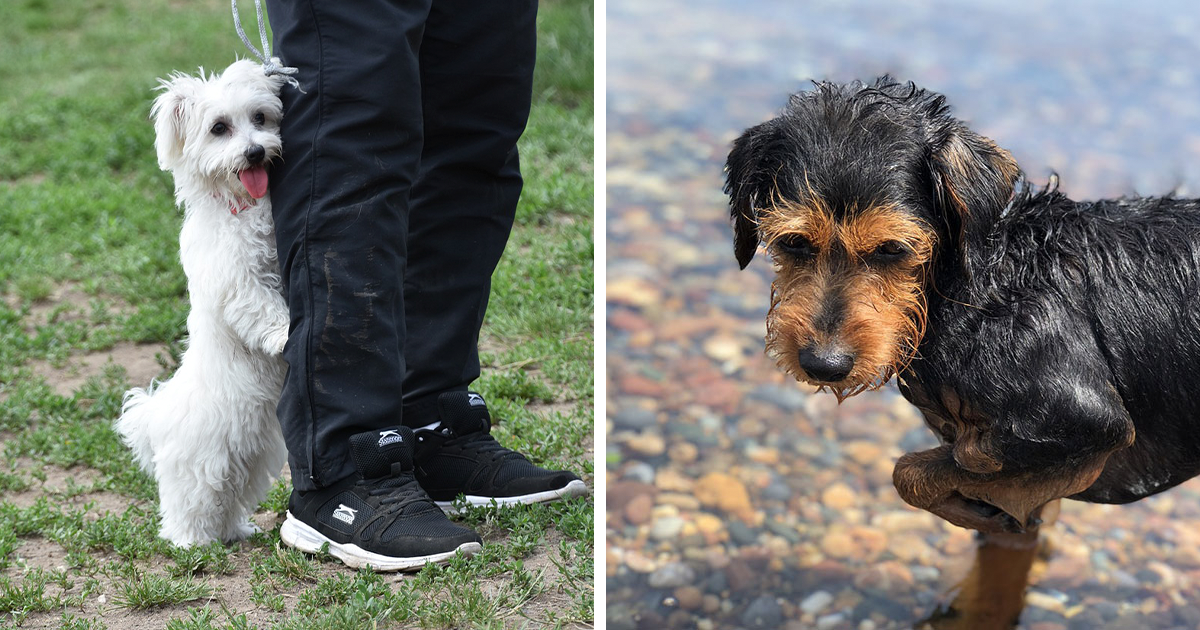 Why My Dog Shaking and Acting Weird All of a Sudden? 12 Reasons of