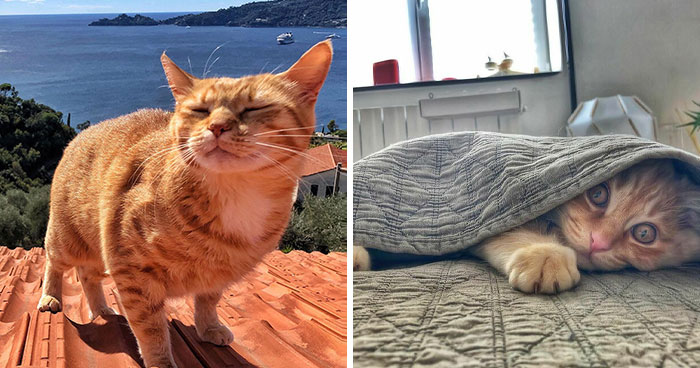 Woman Documents The Life Of Her Cats And It’s Probably The Cutest Thing You’ll See Today (30 New Pics)