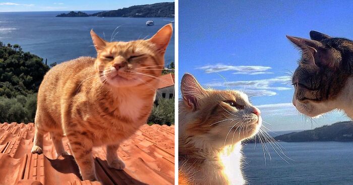 Woman Documents The Life Of Her Cats And It’s Probably The Cutest Thing You’ll See Today (30 New Pics)