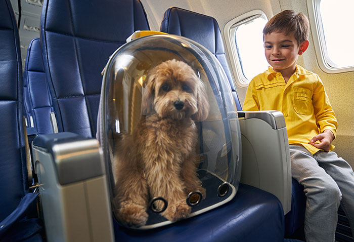 “Total BS”: Passengers Tired Of “Fake Service Dogs” Causing Trouble On Flights “Total BS”: Passengers Tired Of “Fake Service Dogs” Causing Trouble On Flights