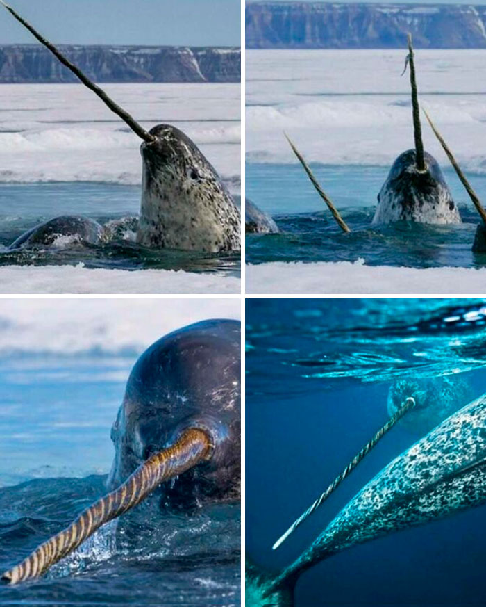 One Of The Most Unique, Special And Elusive Animals On Earth. The Narwhal