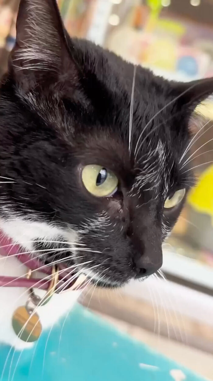 Pet Shop Rescues Stray Cat And Gives Her The Best Life At The Mall