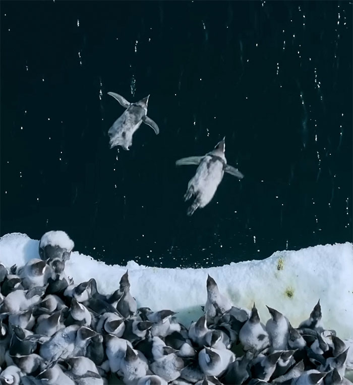 Record-Breaking Footage Captures Hundreds Of Baby Penguins Diving From 50-Foot Cliff