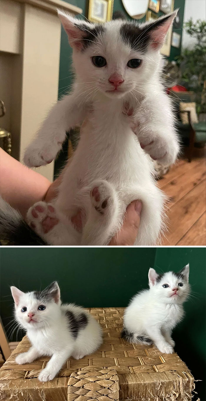 So We Just Adopted These Two Brothers! We’ve Named One Prawn Cocktail (The One With The Heart Marking) And We’re Stuck On A Name For The Other One Please Help!we Like Silly Names, Our Other Cats Have Been Captain Sir Pantaloon, Chicken Caesar Salad, Paint Thinner, Dishwasher And Microwave