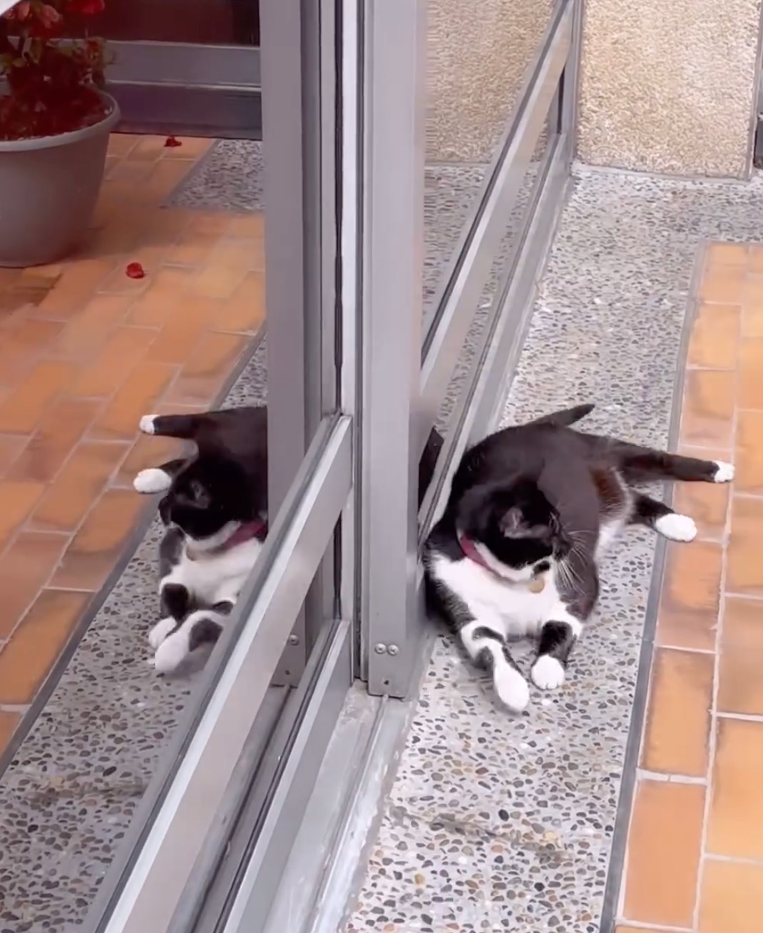 Pet Shop Rescues Stray Cat And Gives Her The Best Life At The Mall Pet Shop Rescues Stray Cat And Gives Her The Best Life At The Mall