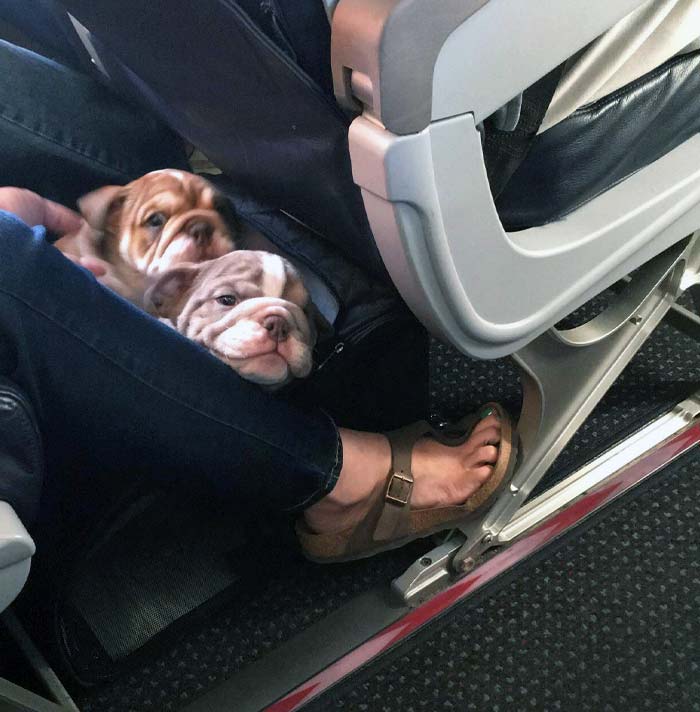 I Got To Sit Next To Two Puppies On My Flight Back Home